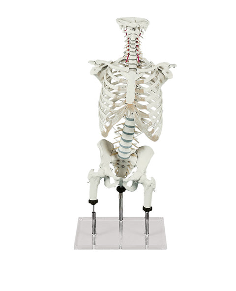 Coloană vertebrală pentru demonstrarea pozițiilor greșite (conform Zilgrei)