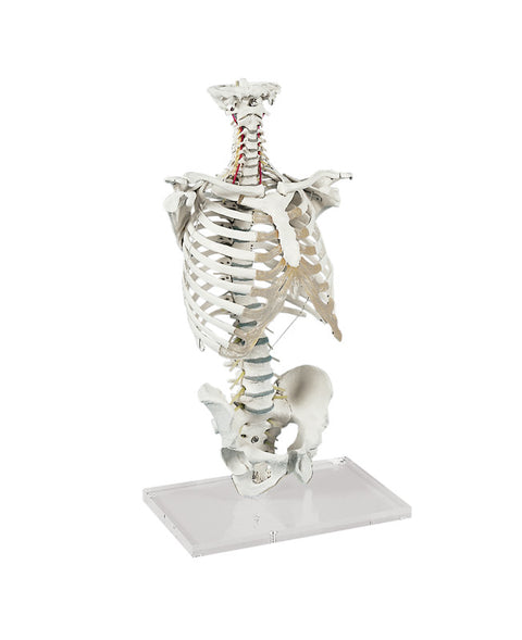 Vertebral column with thoracic cage