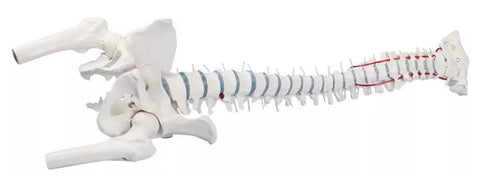 Coloană vertebrală standard cu resturi femur, prolaps și bazin