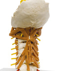 Coloană vertebrală cervicală cu musculatură gât