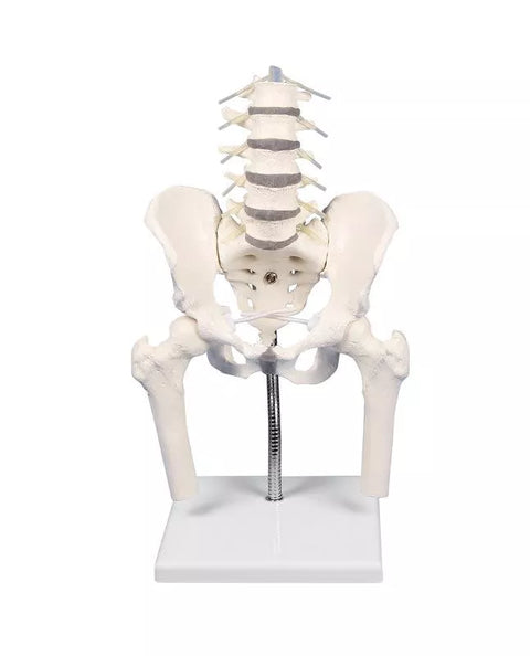 Coloană lombară cu pelvis, pentru demonstrarea malpoziților