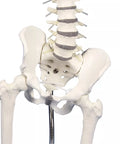 Coloană lombară cu pelvis, pentru demonstrarea malpoziților