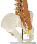 Bazin, coloană lombară și mușchi lombari