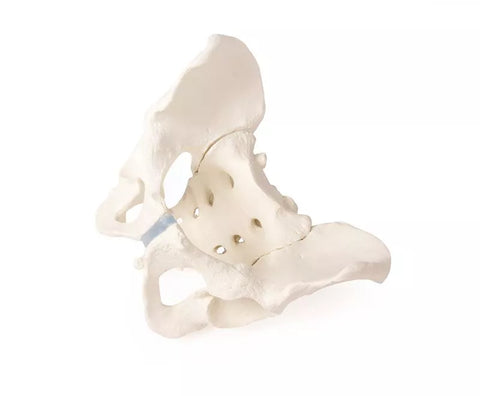 Bazin masculin cu sacru