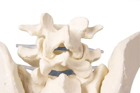 Bazin masculin cu sacru