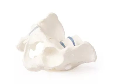 Bazin masculin cu sacru și 2 vertebre lombare