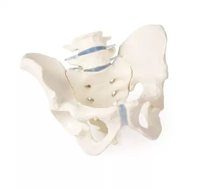 Bazin masculin cu sacru și 2 vertebre lombare