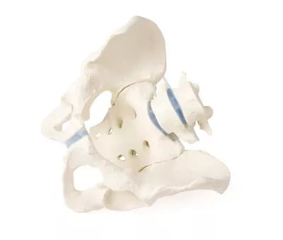 Bazin masculin cu sacru și 2 vertebre lombare