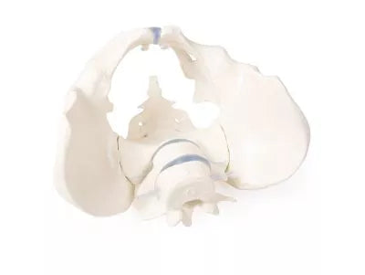 Bazin masculin cu sacru și 2 vertebre lombare