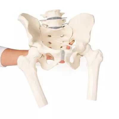 Bazin masculin cu sacru, 2 vertebre lombare și capete femurale