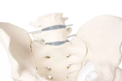 Bazin masculin cu sacru, 2 vertebre lombare și capete femurale