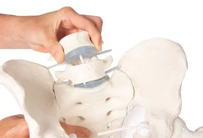 Bazin masculin cu sacru, 2 vertebre lombare și capete femurale