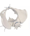 Bazin feminin cu 2 vertebre lombare, montat flexibil