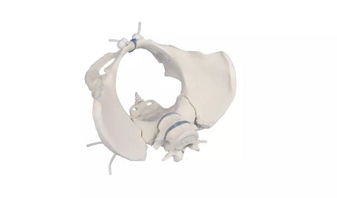 Bazin feminin cu 2 vertebre lombare, montat flexibil