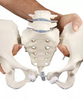 Bazin feminin cu 2 vertebre lombare, montat flexibil