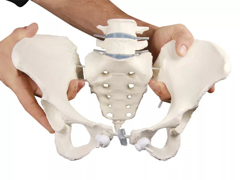 Bazin feminin cu 2 vertebre lombare, montat flexibil
