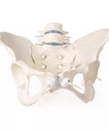 Bazin feminin cu 2 vertebre lombare, montat flexibil