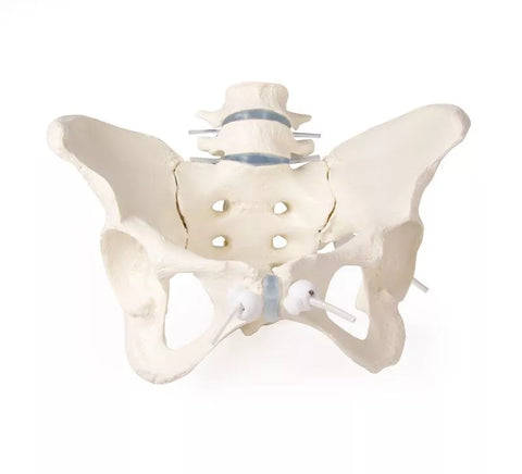 Bazin feminin cu 2 vertebre lombare, montate flexibil