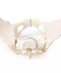 Bazin feminin cu 2 vertebre lombare, montat flexibil
