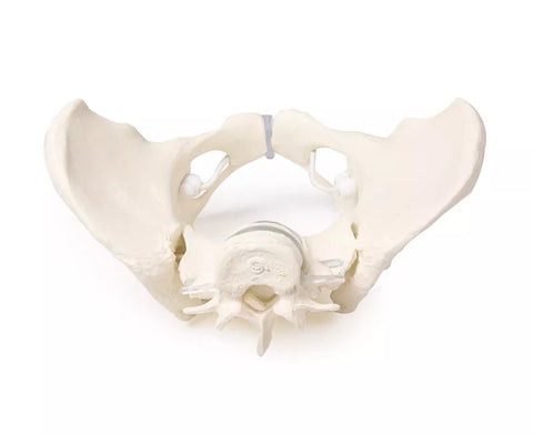 Bazin feminin cu 2 vertebre lombare, montat flexibil