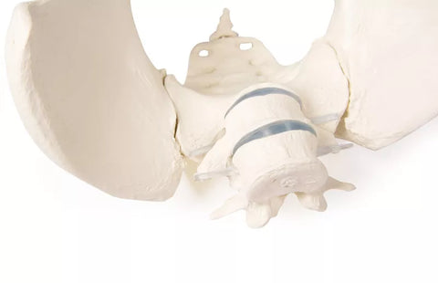 Bazin feminin cu 2 vertebre lombare, montat flexibil