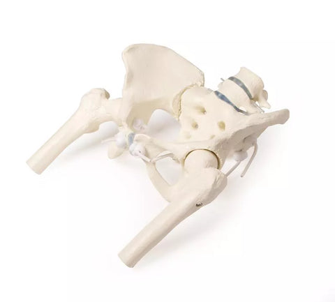 Bazin feminin cu sacru, 2 vertebre lombare și capete femurale, flexibil