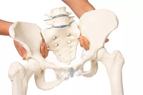 Bazin feminin cu sacru, 2 vertebre lombare și capete femurale, flexibil