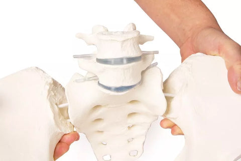 Bazin feminin cu sacru, 2 vertebre lombare și capete femurale, flexibil