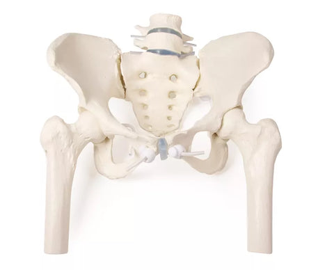 Bazin feminin cu sacru, 2 vertebre lombare și ciot femural, montaj flexibil
