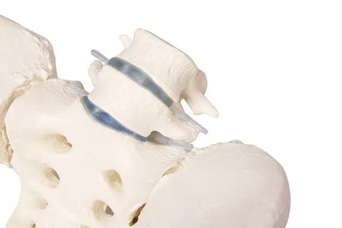 Bazin feminin cu sacru, 2 vertebre lombare și capete femurale, flexibil