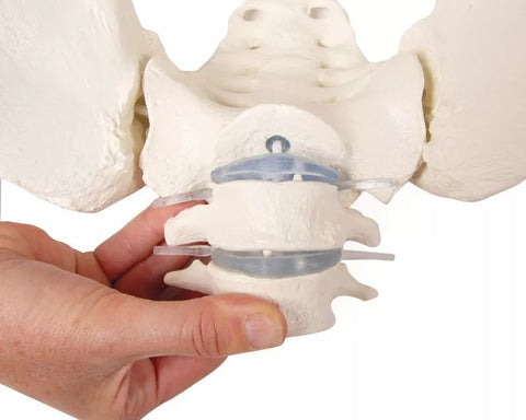 Bazin feminin cu sacru, 2 vertebre lombare și capete femurale, flexibil