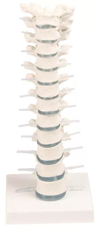Coloană vertebrală toracică cu suport