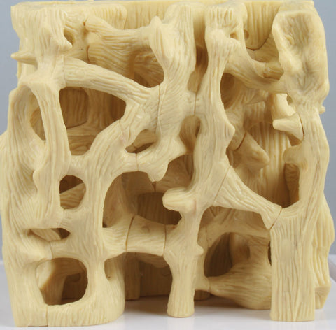 Model de comparație structură os sănătos / osteoporotic