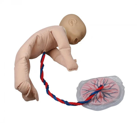 Pelvis feminin cu păpușă făt și placentă