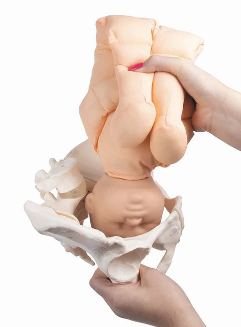 Pelvis feminin cu păpușă făt și placentă