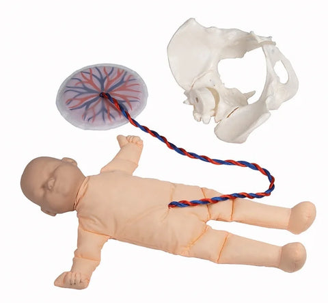 Pelvis feminin cu papusa fat si placenta