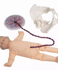 Pelvis feminin cu păpușă făt și placentă