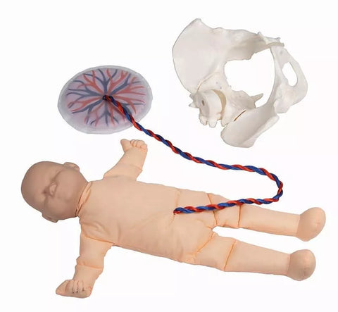 Pelvis feminin cu păpușă făt și placentă