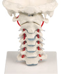 Coloană vertebrală cervicală cu suport