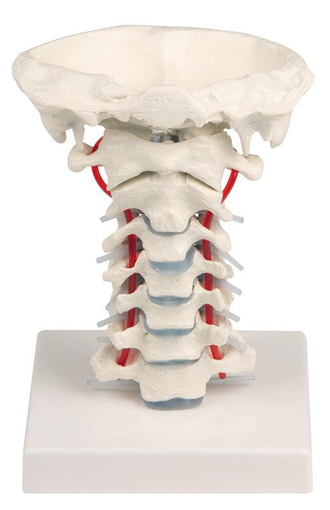 Coloană vertebrală cervicală cu suport