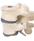 2 vertebre lombare