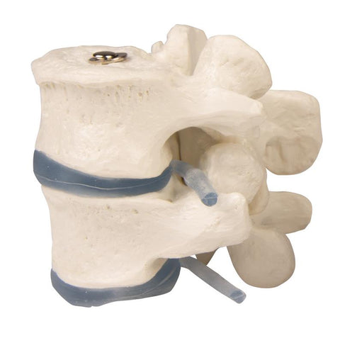 2 vertebre lombare
