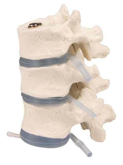 3 vertebre toracice