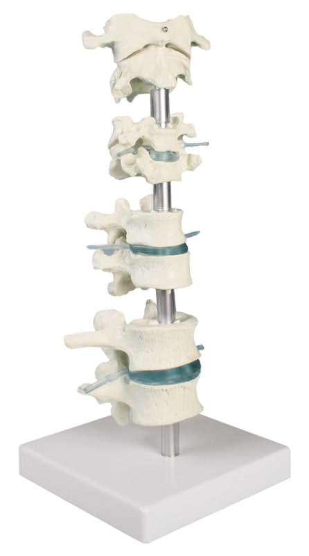 Colecție vertebre, 8 vertebre cu suport