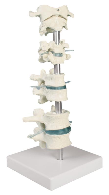 Colecție vertebre, 8 vertebre cu suport