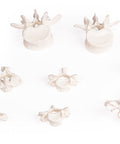 Colecție vertebre, 8 vertebre