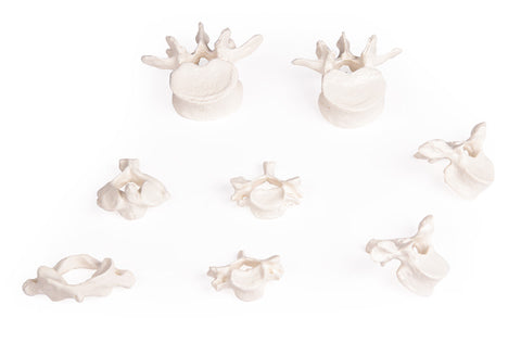 Colecție vertebre, 8 vertebre