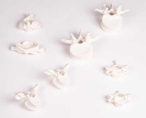 Colecție vertebre, 8 vertebre