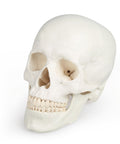Model craniu, 3 piese - EZ Augmented Anatomy