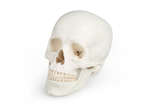 Model craniu, 3 piese - EZ Augmented Anatomy